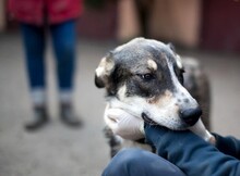 FILOU, Hund, Mischlingshund in Duisburg - Bild 2