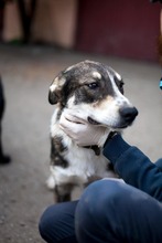 FILOU, Hund, Mischlingshund in Duisburg - Bild 7