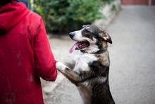FILOU, Hund, Mischlingshund in Duisburg - Bild 8