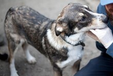 FILOU, Hund, Mischlingshund in Duisburg - Bild 9