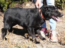 FRIDA, Hund, Mischlingshund in Zypern - Bild 3