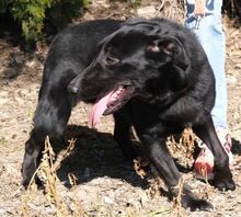 FRIDA, Hund, Mischlingshund in Zypern - Bild 5