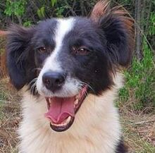 BERTO, Hund, Mischlingshund in Nordmazedonien - Bild 1