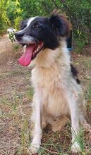 BERTO, Hund, Mischlingshund in Nordmazedonien - Bild 4
