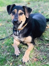 BET, Hund, Mischlingshund in Nordmazedonien - Bild 2