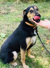 BET, Hund, Mischlingshund in Nordmazedonien - Bild 3