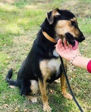 BET, Hund, Mischlingshund in Nordmazedonien - Bild 4