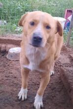 BUDDY, Hund, Mischlingshund in Nordmazedonien - Bild 1