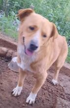 BUDDY, Hund, Mischlingshund in Nordmazedonien - Bild 2