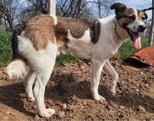 CAMILLO, Hund, Hirtenhund-Mix in Nordmazedonien - Bild 1