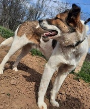 CAMILLO, Hund, Hirtenhund-Mix in Nordmazedonien - Bild 3