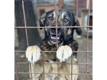 BRUNI, Hund, Mischlingshund in Rumänien - Bild 1