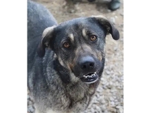 BRUNI, Hund, Mischlingshund in Rumänien - Bild 2