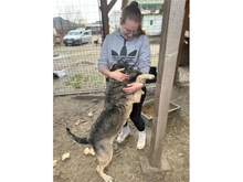 BRUNI, Hund, Mischlingshund in Rumänien - Bild 3