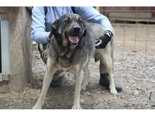 BRUNI, Hund, Mischlingshund in Rumänien - Bild 5