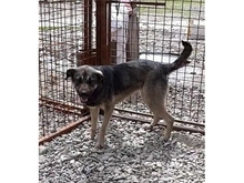 BRUNI, Hund, Mischlingshund in Rumänien - Bild 9