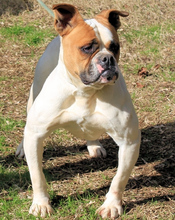 NEREIDA, Hund, American Bulldog-Mix in Italien - Bild 10