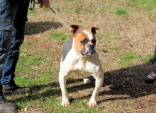 NEREIDA, Hund, American Bulldog-Mix in Italien - Bild 11