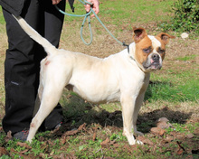 NEREIDA, Hund, American Bulldog-Mix in Italien - Bild 12