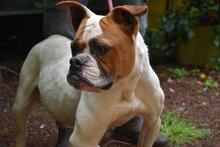 NEREIDA, Hund, American Bulldog-Mix in Italien - Bild 5