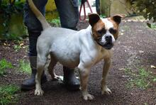 NEREIDA, Hund, American Bulldog-Mix in Italien - Bild 6