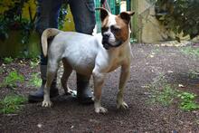 NEREIDA, Hund, American Bulldog-Mix in Italien - Bild 7