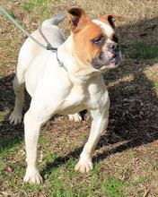 NEREIDA, Hund, American Bulldog-Mix in Italien - Bild 8
