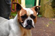 NEREIDA, Hund, American Bulldog-Mix in Italien - Bild 9