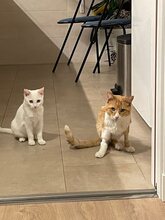 TURIN, Katze, Hauskatze in Buxtehude - Bild 2