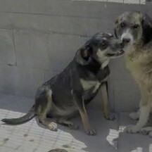 EAGLE, Hund, Mischlingshund in Italien - Bild 4
