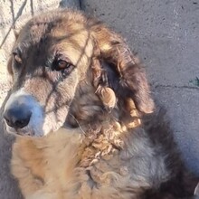 DEA, Hund, Mischlingshund in Italien - Bild 1