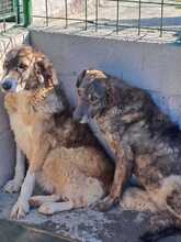 DEA, Hund, Mischlingshund in Italien - Bild 2