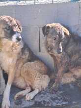 DEA, Hund, Mischlingshund in Italien - Bild 3