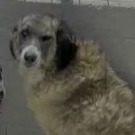 DEA, Hund, Mischlingshund in Italien - Bild 6