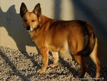 ALVIKA, Hund, Mischlingshund in Slowakische Republik - Bild 1