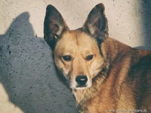 ALVIKA, Hund, Mischlingshund in Slowakische Republik - Bild 2