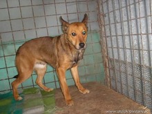 ALVIKA, Hund, Mischlingshund in Slowakische Republik - Bild 4