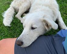 TENNISON, Hund, Mischlingshund in Vaalermoor - Bild 1