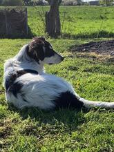 TEKILA, Hund, Mischlingshund in Vaalermoor - Bild 12