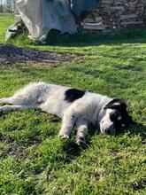 TEKILA, Hund, Mischlingshund in Vaalermoor - Bild 19