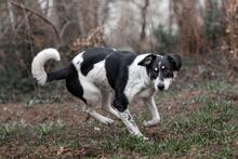 TAYRA, Hund, Mischlingshund in Bienenbüttel - Bild 1