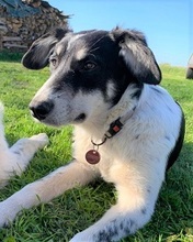 TAYRA, Hund, Mischlingshund in Bienenbüttel - Bild 19