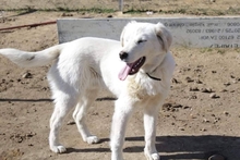 MARLON, Hund, Mischlingshund in Griechenland - Bild 2