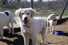 MARLON, Hund, Mischlingshund in Griechenland - Bild 3