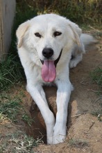 MARLON, Hund, Mischlingshund in Griechenland - Bild 5