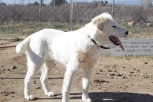 MARLON, Hund, Mischlingshund in Griechenland - Bild 6