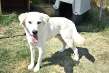MARLON, Hund, Mischlingshund in Griechenland - Bild 7