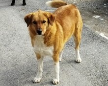 MELIA, Hund, Mischlingshund in Griechenland - Bild 1