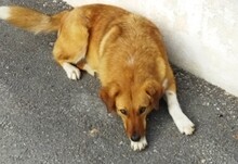 MELIA, Hund, Mischlingshund in Griechenland - Bild 2