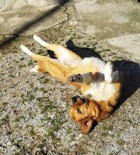 MELIA, Hund, Mischlingshund in Griechenland - Bild 5